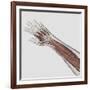 Muscle Anatomy of Human Arm and Hand-null-Framed Art Print