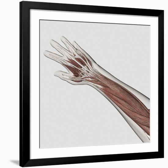 Muscle Anatomy of Human Arm and Hand-null-Framed Art Print