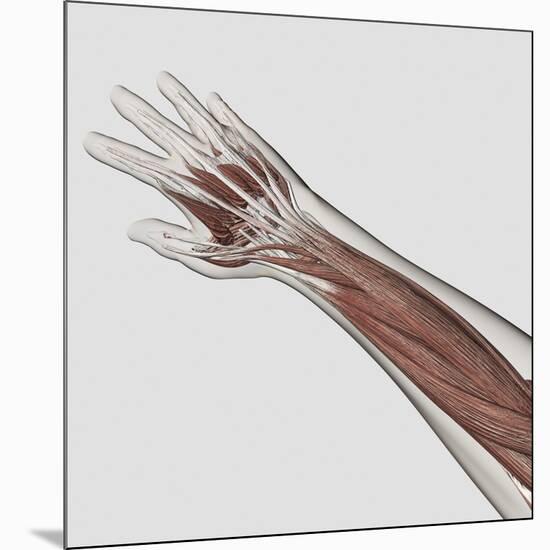 Muscle Anatomy of Human Arm and Hand-null-Mounted Art Print