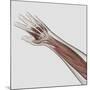 Muscle Anatomy of Human Arm and Hand-null-Mounted Art Print