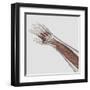 Muscle Anatomy of Human Arm and Hand-null-Framed Art Print