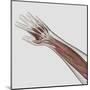 Muscle Anatomy of Human Arm and Hand-null-Mounted Art Print