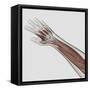 Muscle Anatomy of Human Arm and Hand-null-Framed Stretched Canvas