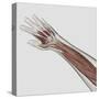 Muscle Anatomy of Human Arm and Hand-null-Stretched Canvas