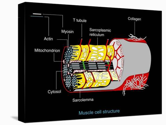 Muscle Cell Anatomy, Artwork-Francis Leroy-Stretched Canvas