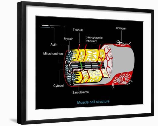 Muscle Cell Anatomy, Artwork-Francis Leroy-Framed Photographic Print