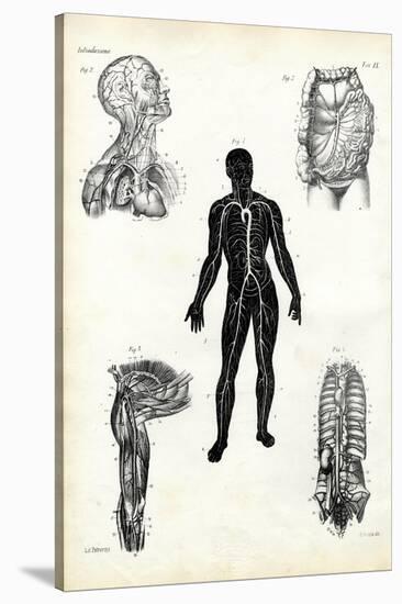 Muscles, 1863-79-Raimundo Petraroja-Stretched Canvas
