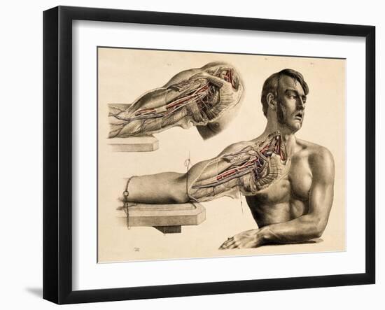 Muscles and Blood Vessels in Arm, 1851-Science Source-Framed Giclee Print