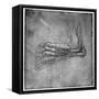 Muscles and Sinews in a Foot, Possibly of a Hare, Late 15th or Early 16th Century-Leonardo da Vinci-Framed Stretched Canvas