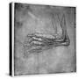 Muscles and Sinews in a Foot, Possibly of a Hare, Late 15th or Early 16th Century-Leonardo da Vinci-Stretched Canvas