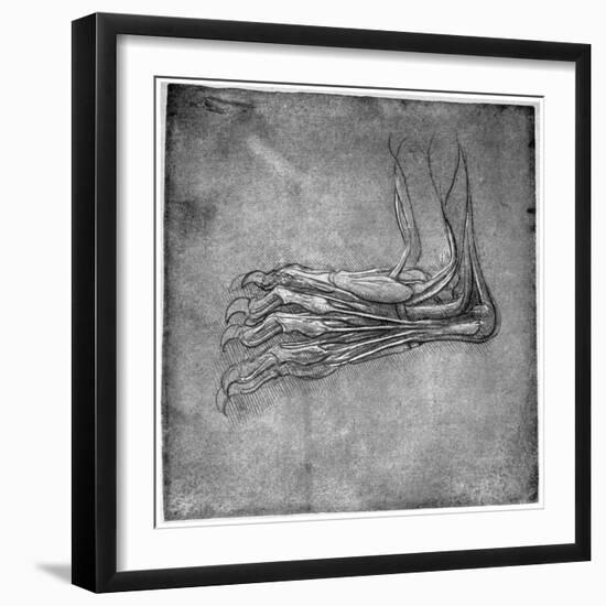 Muscles and Sinews in a Foot, Possibly of a Hare, Late 15th or Early 16th Century-Leonardo da Vinci-Framed Giclee Print