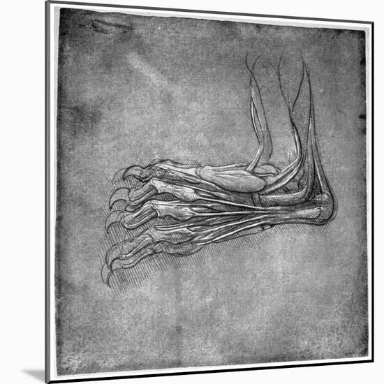 Muscles and Sinews in a Foot, Possibly of a Hare, Late 15th or Early 16th Century-Leonardo da Vinci-Mounted Giclee Print