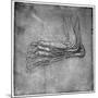 Muscles and Sinews in a Foot, Possibly of a Hare, Late 15th or Early 16th Century-Leonardo da Vinci-Mounted Giclee Print