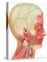 Muscles, Circulation, Nerves of the Head and Neck-Found Image Press-Stretched Canvas