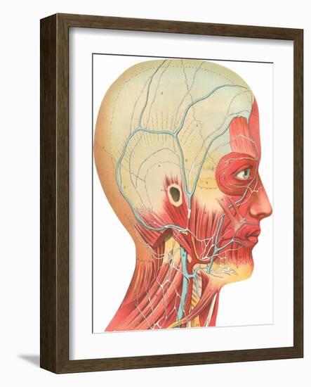 Muscles, Circulation, Nerves of the Head and Neck-Found Image Press-Framed Giclee Print