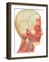 Muscles, Circulation, Nerves of the Head and Neck-Found Image Press-Framed Giclee Print