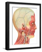 Muscles, Circulation, Nerves of the Head and Neck-Found Image Press-Framed Giclee Print