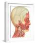 Muscles, Circulation, Nerves of the Head and Neck-Found Image Press-Framed Giclee Print