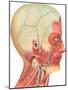 Muscles, Circulation, Nerves of the Head and Neck-Found Image Press-Mounted Giclee Print