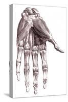 Muscles, Hand, Albinus Illustration, 1734-Science Source-Stretched Canvas
