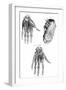 Muscles of Hand and Foot-null-Framed Art Print