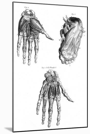 Muscles of Hand and Foot-null-Mounted Art Print