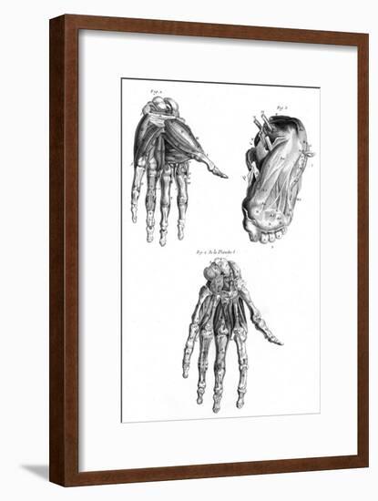 Muscles of Hand and Foot-null-Framed Art Print
