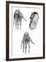 Muscles of Hand and Foot-null-Framed Art Print