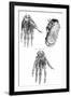 Muscles of Hand and Foot-null-Framed Art Print