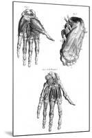 Muscles of Hand and Foot-null-Mounted Art Print