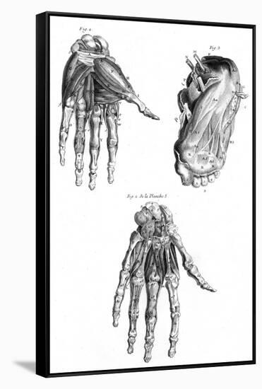 Muscles of Hand and Foot-null-Framed Stretched Canvas