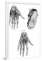 Muscles of Hand and Foot-null-Framed Art Print