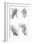 Muscles of Hand and Foot-null-Framed Premium Giclee Print