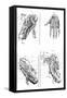 Muscles of Hand and Foot-null-Framed Stretched Canvas