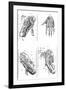 Muscles of Hand and Foot-null-Framed Art Print