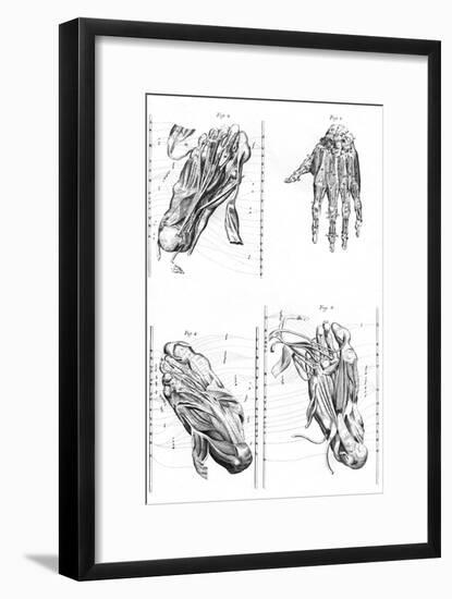 Muscles of Hand and Foot-null-Framed Art Print