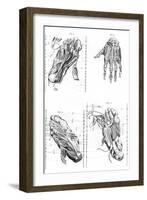 Muscles of Hand and Foot-null-Framed Art Print