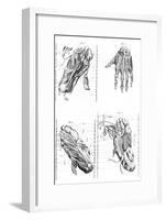 Muscles of Hand and Foot-null-Framed Art Print