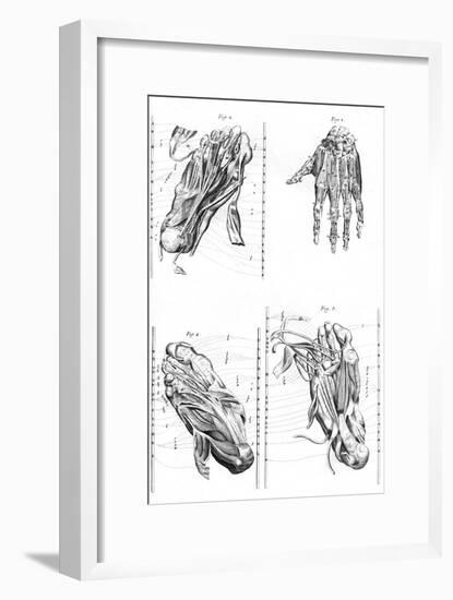 Muscles of Hand and Foot-null-Framed Art Print