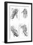 Muscles of Hand and Foot-null-Framed Art Print