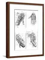 Muscles of Hand and Foot-null-Framed Art Print