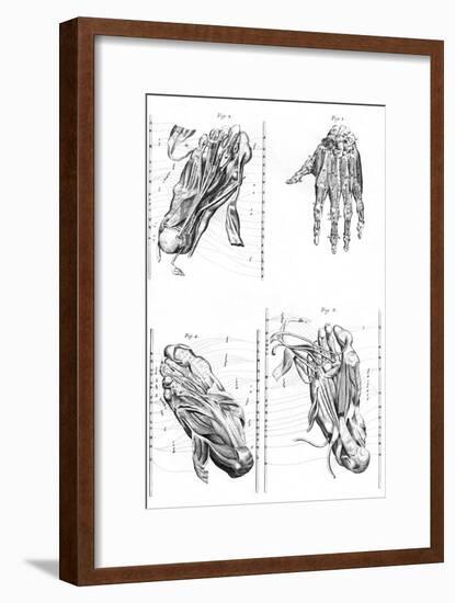 Muscles of Hand and Foot-null-Framed Art Print