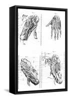 Muscles of Hand and Foot-null-Framed Stretched Canvas