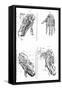 Muscles of Hand and Foot-null-Framed Stretched Canvas