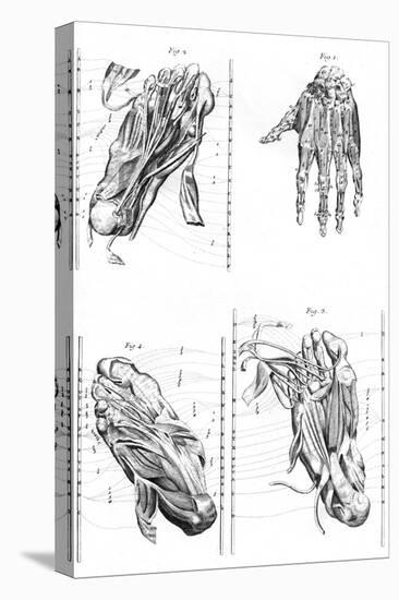 Muscles of Hand and Foot-null-Stretched Canvas