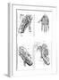 Muscles of Hand and Foot-null-Framed Art Print