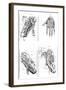 Muscles of Hand and Foot-null-Framed Art Print