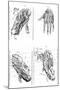 Muscles of Hand and Foot-null-Mounted Art Print