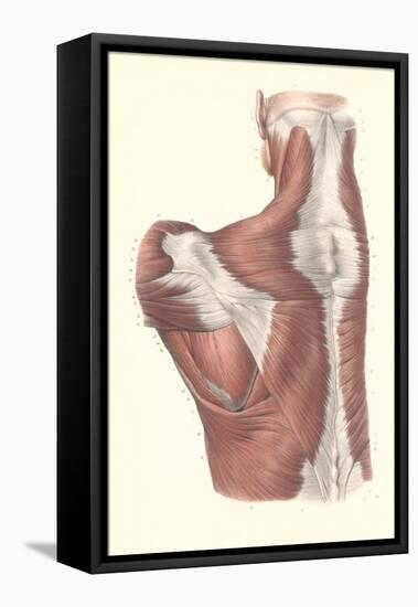 Muscles of the Back-null-Framed Stretched Canvas