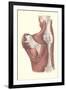 Muscles of the Back-null-Framed Art Print